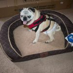 6+ Years Of American Kennel Club Dog Beds & AKC Orthopedic sofa style dog bed review