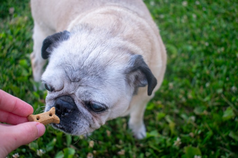 Old mother hubbard p-nuttier dog biscuits