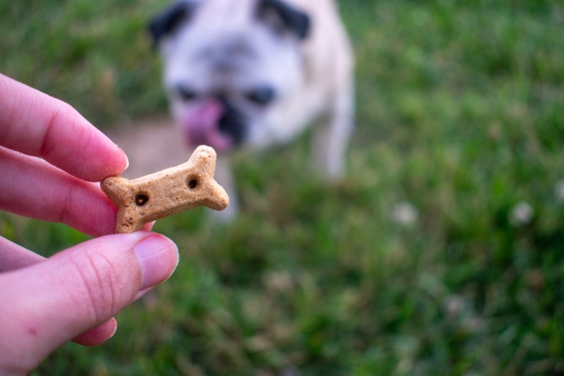 Old mother hubbard senior dog