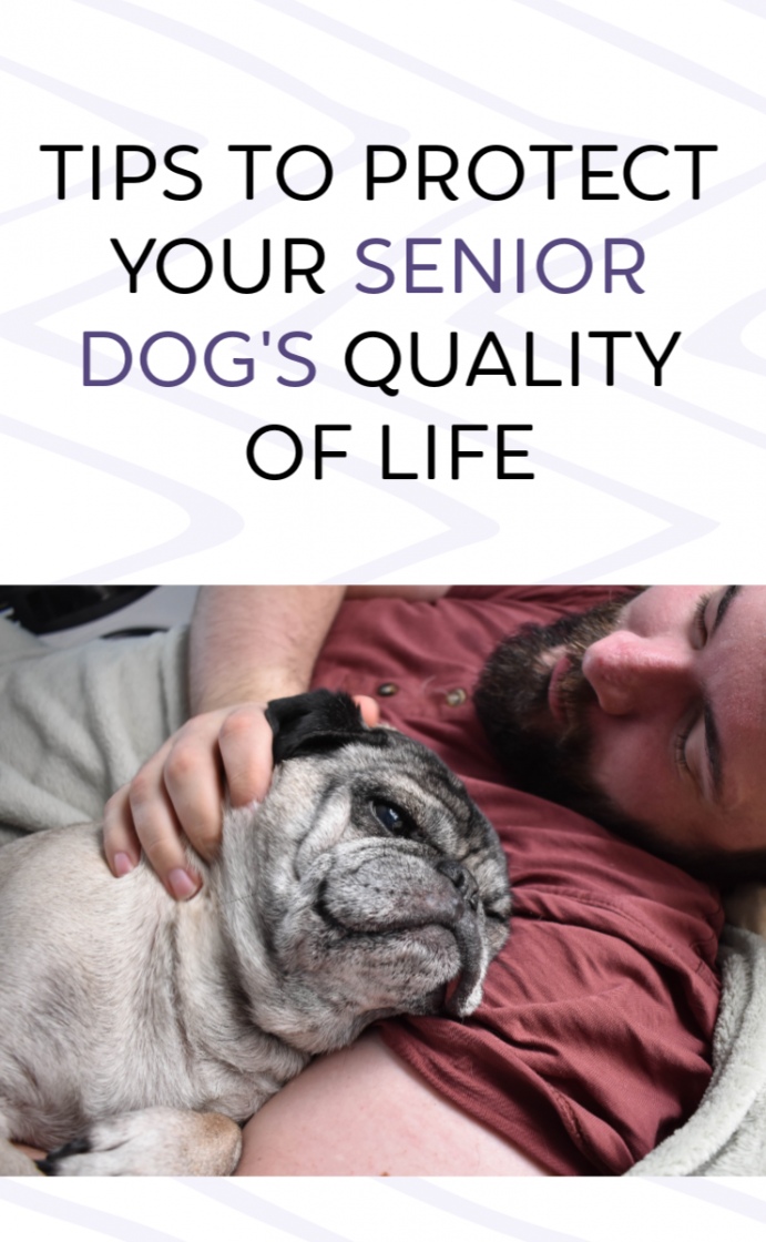Tips to protect your senior dog's quality of life. 