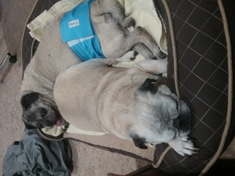 trim belly band for pugs