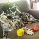 Bullymake Toy & Treat Subscription Box For Dogs ~ Review & Giveaway 8/15/2020