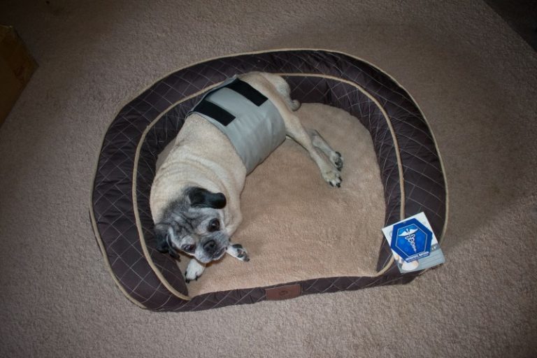 Our Favorite Belly Bands For Pugs Male pug dog diapers Emily Reviews