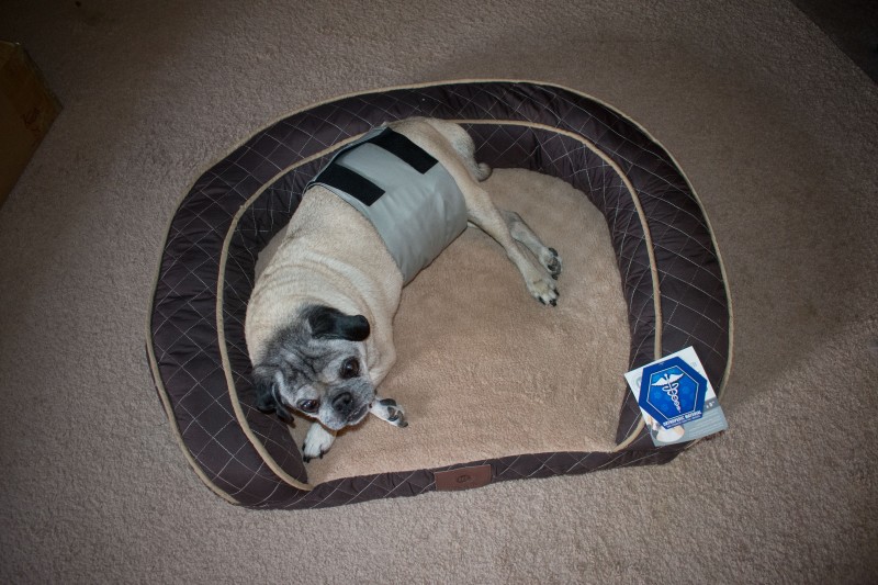 Pug belly band size