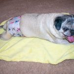 Our Favorite Belly Bands For Pugs | Male pug dog diapers