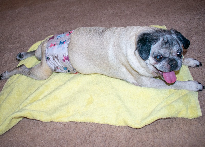 belly bands for pugs