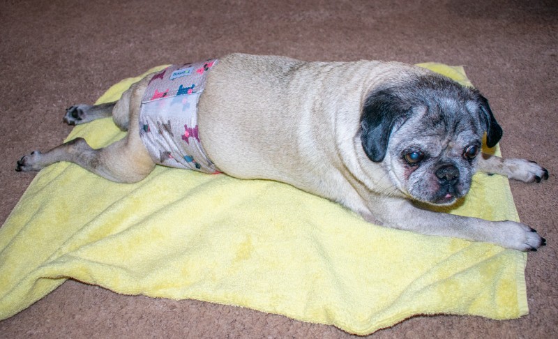 Pug belly band size