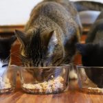 Smalls: Real Food for Cats Review + Discount