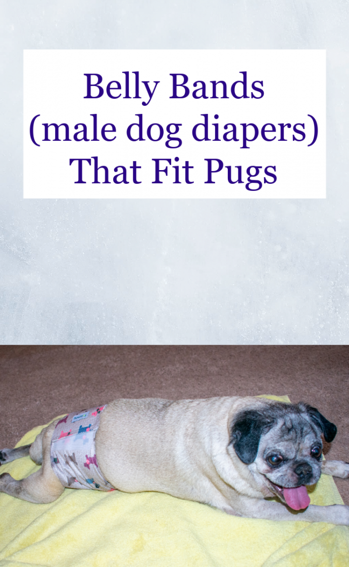 Belly bands or male dog diaper wraps that fit pugs
