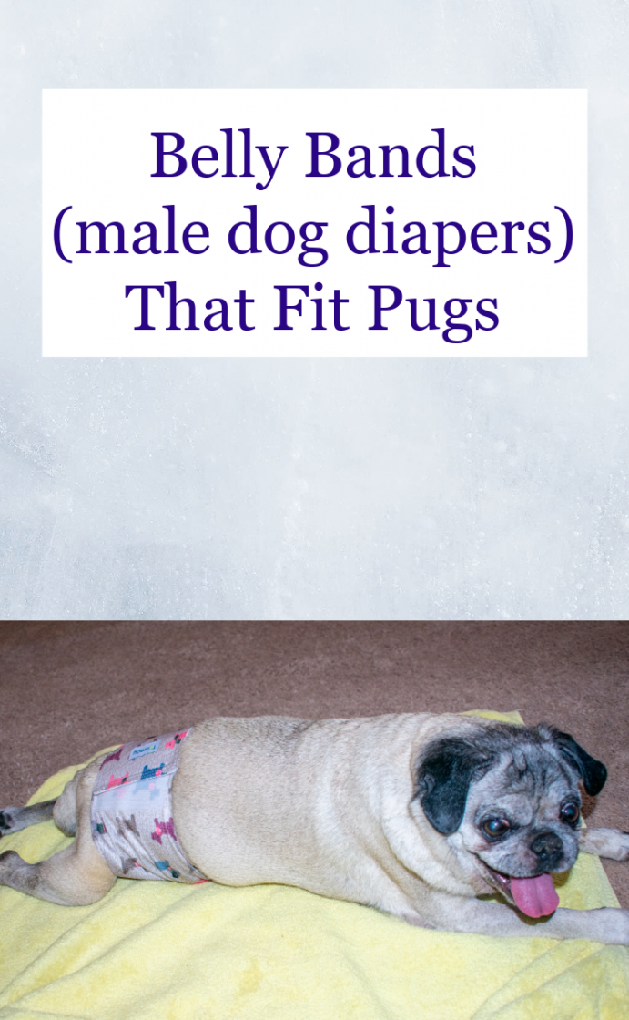 diy male dog wrap