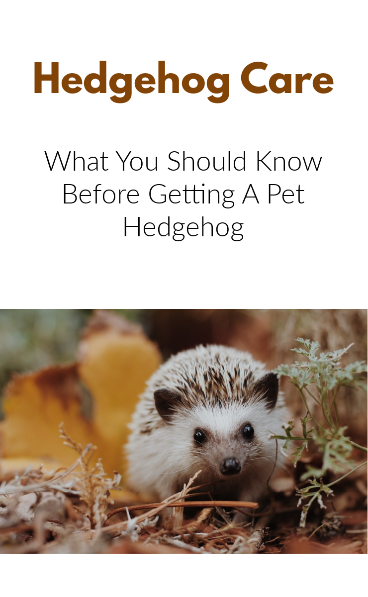 Raising Hedgehogs What You Should Know Before You Get A Hedgehog