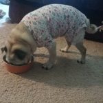 What Size Baby Onesie Will Fit A Pug Dog?
