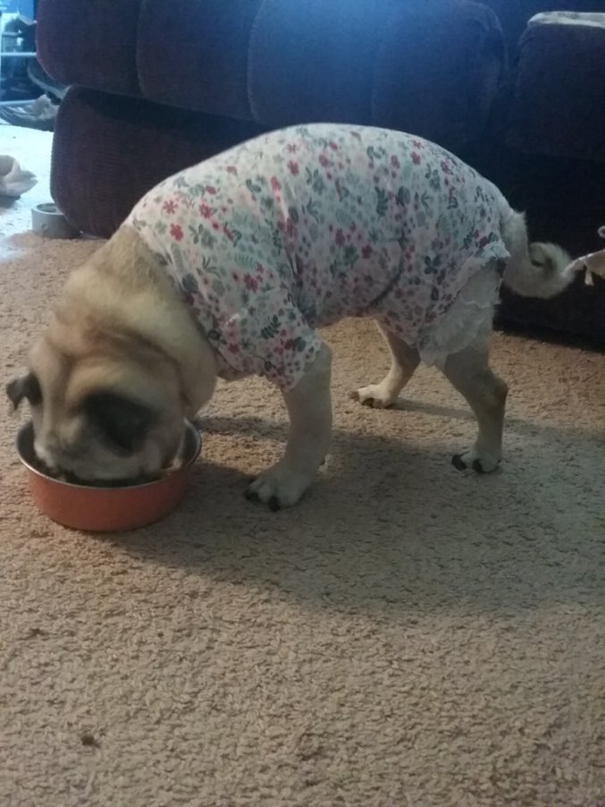 what size baby onesie will fit a pug?