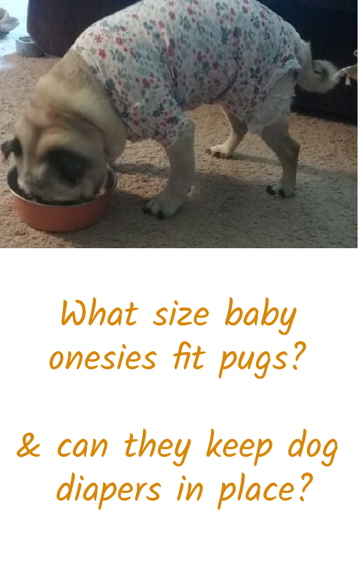 Dogs in discount baby onesies