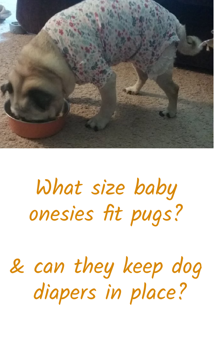 what size onesie fits a pug and can a onesie keep a dog diaper on