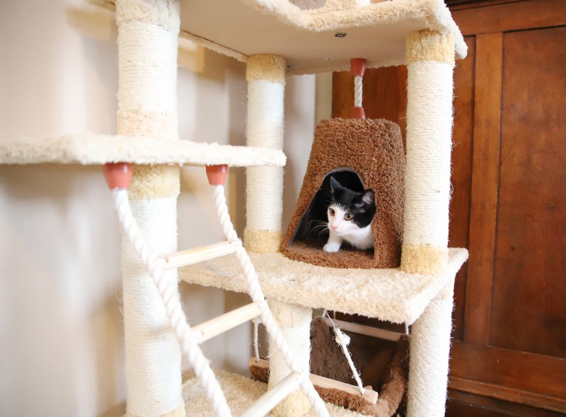 armarkat cat tree