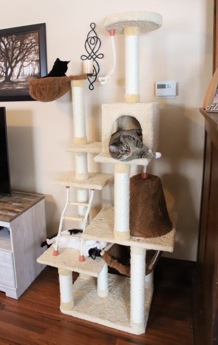 armarkat cat tree