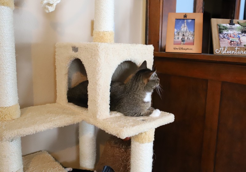 armarkat cat tree