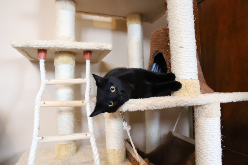 armarkat cat tree