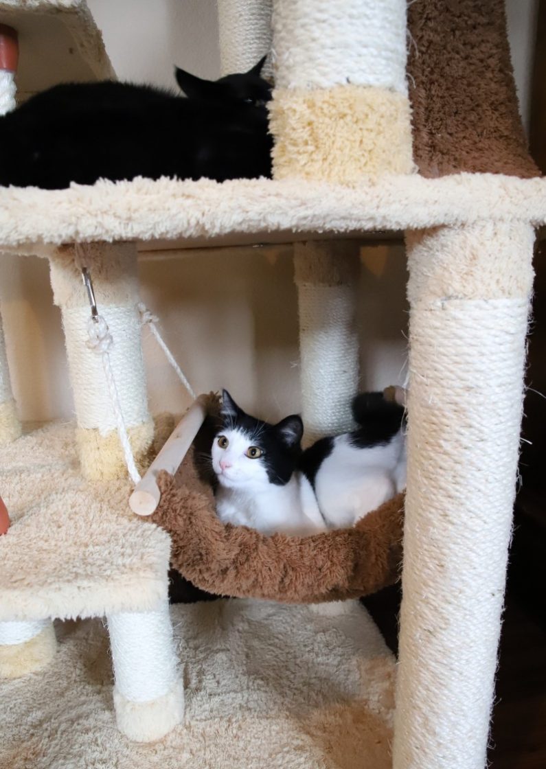 armarkat cat tree