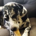 Pawstruck Healthy & All-Natural Dog Treats ~ Review & Giveaway US 12/02