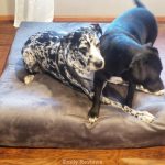 Big Barker Orthopedic Bed For Big Dogs ~ Review
