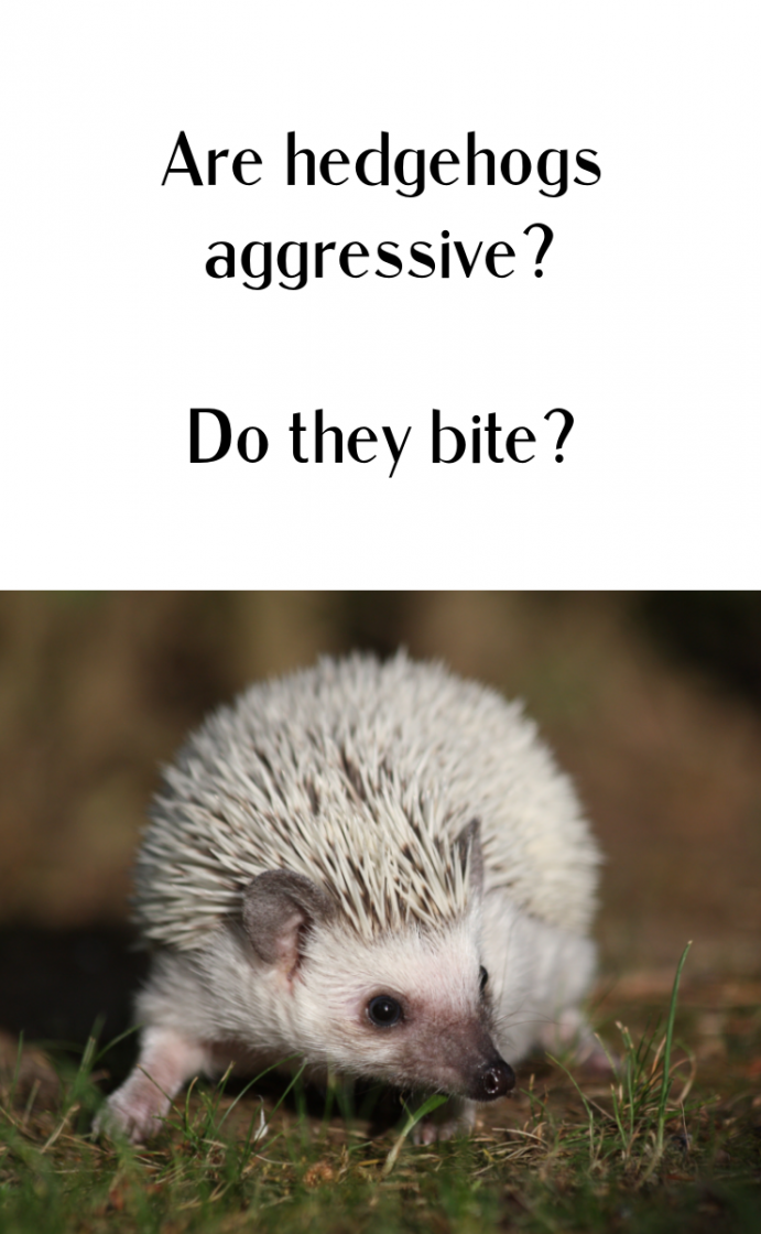 Are hedgehogs aggressive? Do they bite?
