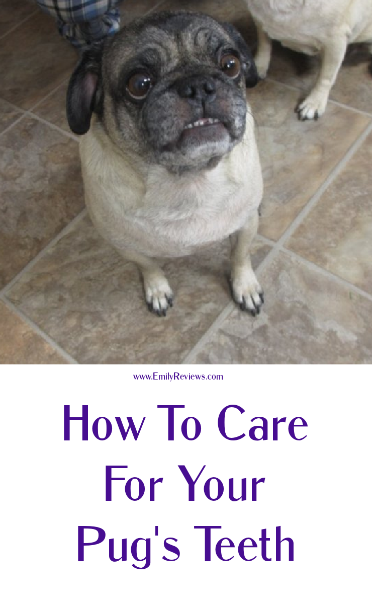 how to care for your pug's teeth (even if they won't let you brush them!) #pugs