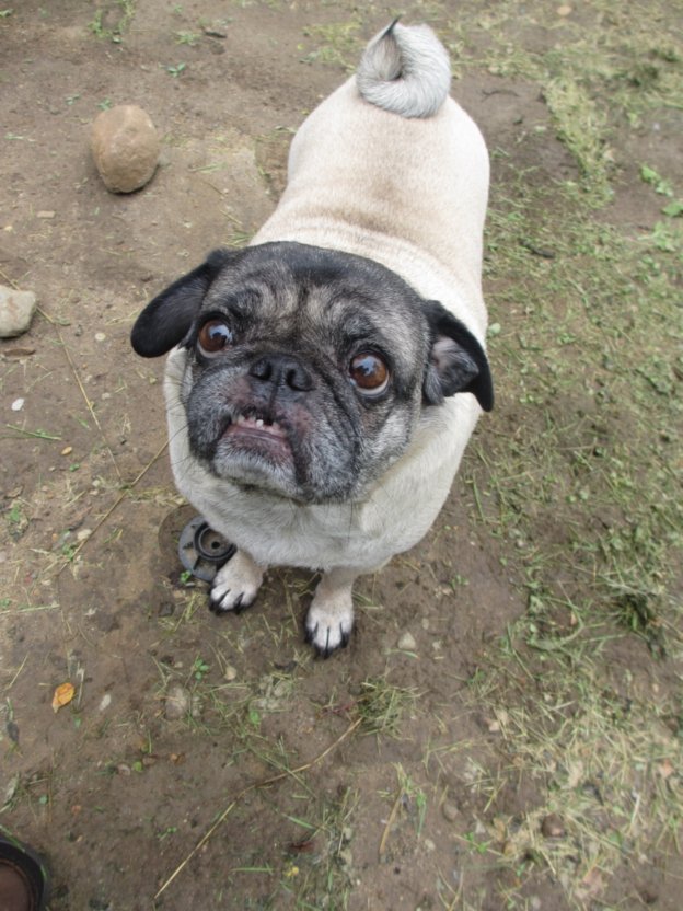 pug underbite