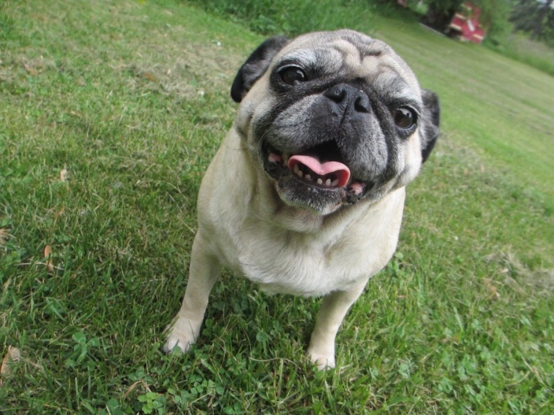 Pug smile