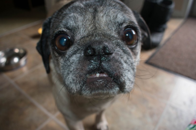 how to care for pug's teeth