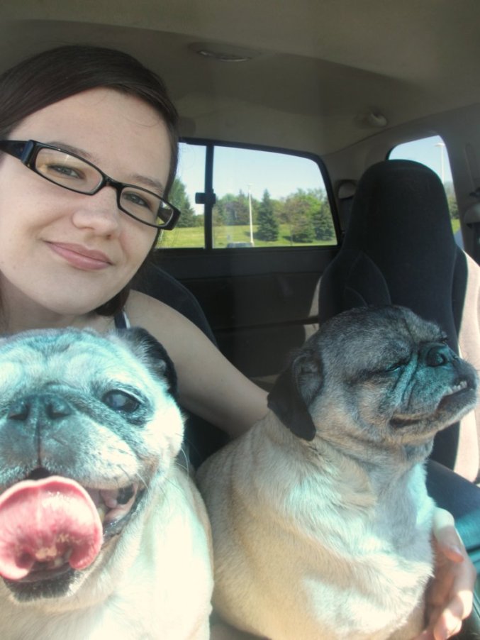 smiling pugs