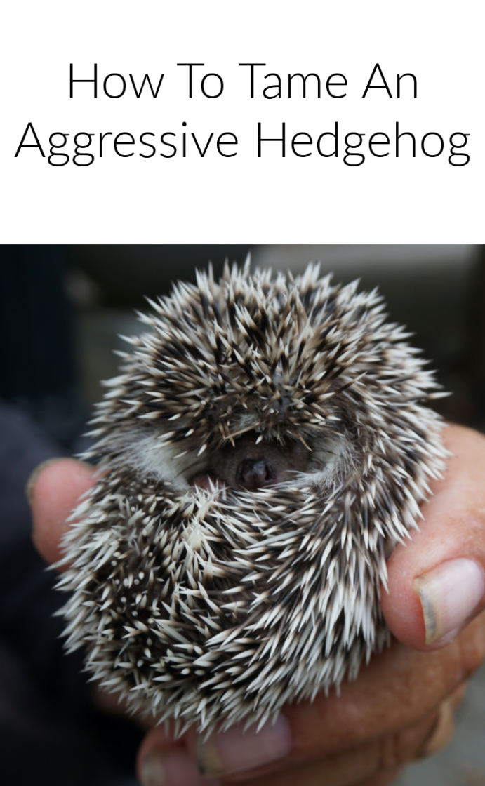 How to tame an aggressive hedgehog