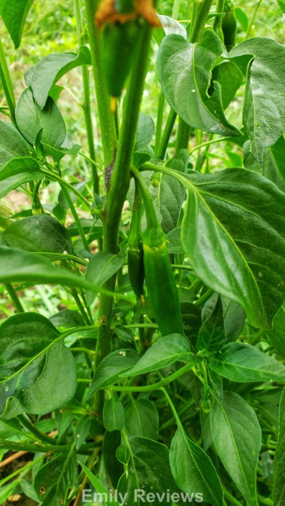 Baker Creek Heirloom Garden Seed Company Review Emily Reviews