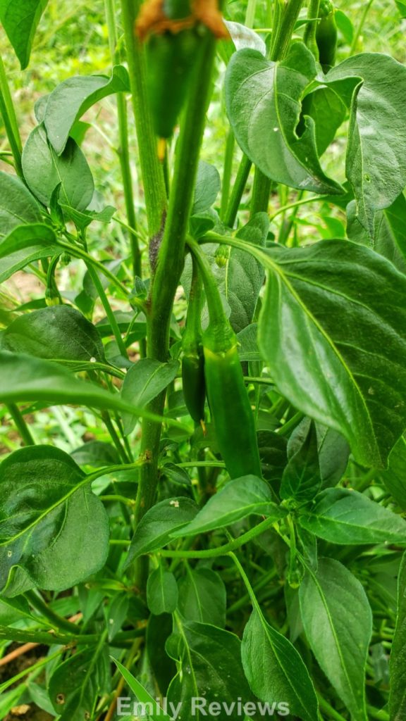 Baker Creek Heirloom Garden Seed Company Review Emily Reviews