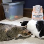 SquarePet High-Meat, Low-Carb Cat Food Review + Giveaway