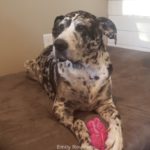 Bullymake Box: Dog Subscription Box FAQ ~ Review