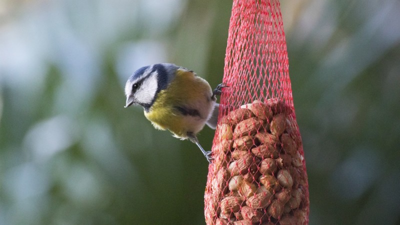 bird on seed sack