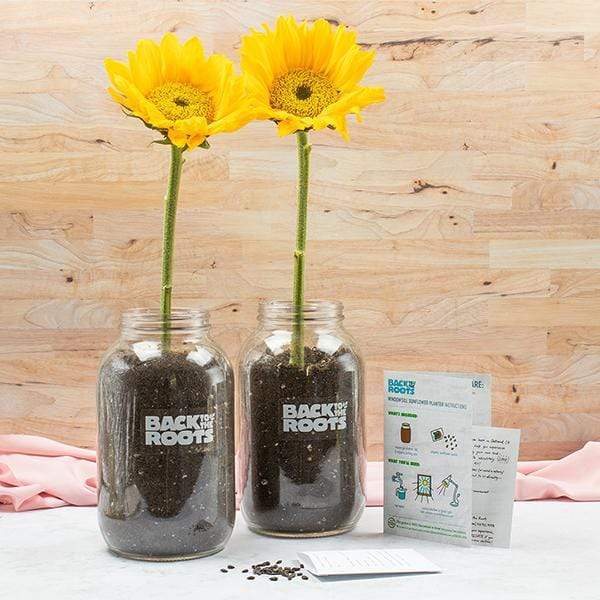 Back To The Roots Sunflower Grow Kit