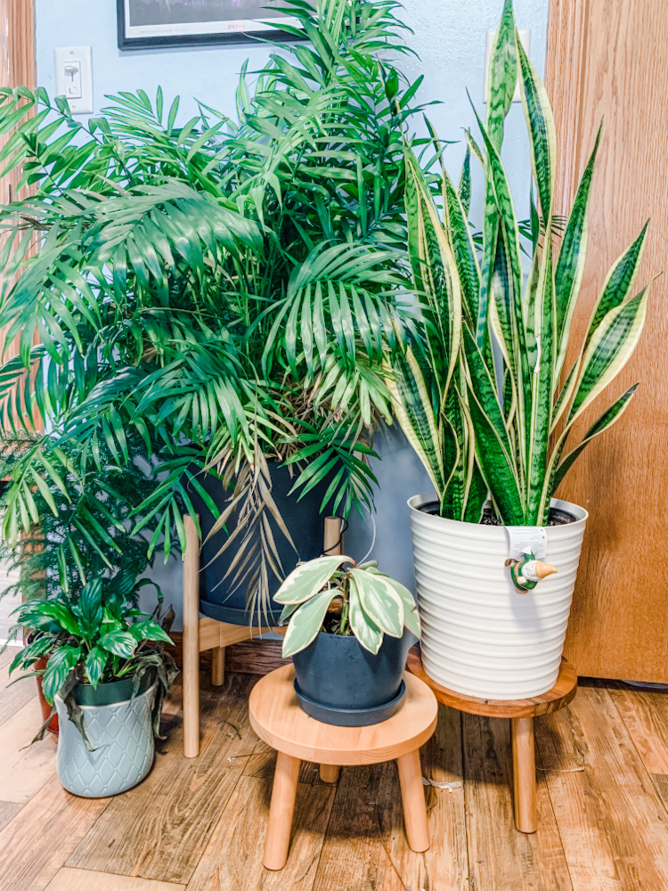 Decluttered Adjustable Plant Stands + New Plant Stools (Review)