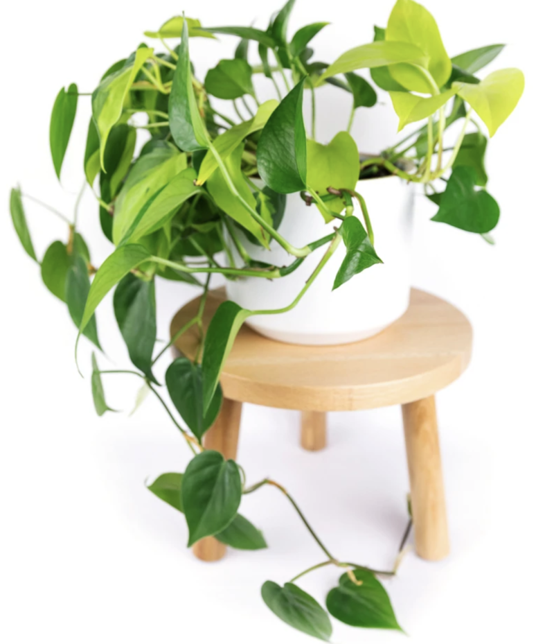 Decluttered Adjustable Plant Stands + New Plant Stools (Review) (1)