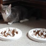 My Lovely Feline Ceramic Slow Feeder Review