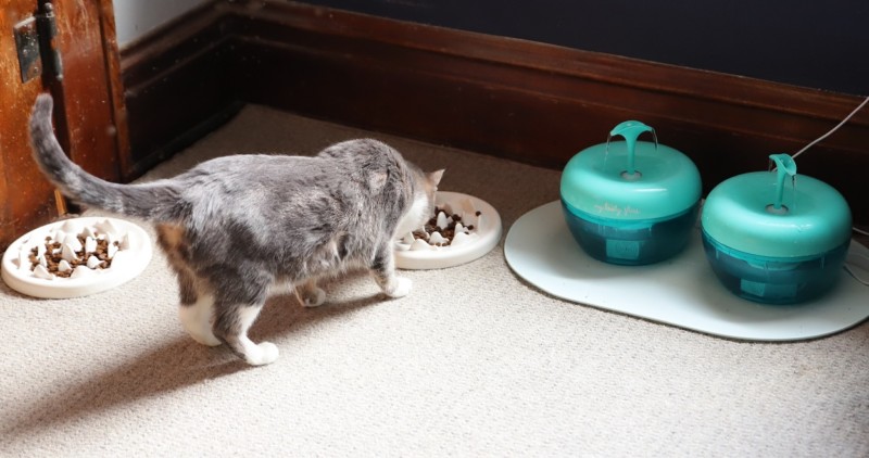 my lovely feline ceramic feeder