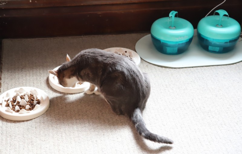 my lovely feline ceramic feeder