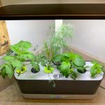 Quick & Easy Gardening In A Tiny House With AeroGarden + Giveaway (6/3)