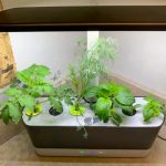 AeroGarden harvest slim