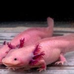 Pink Axolotl next to reflection