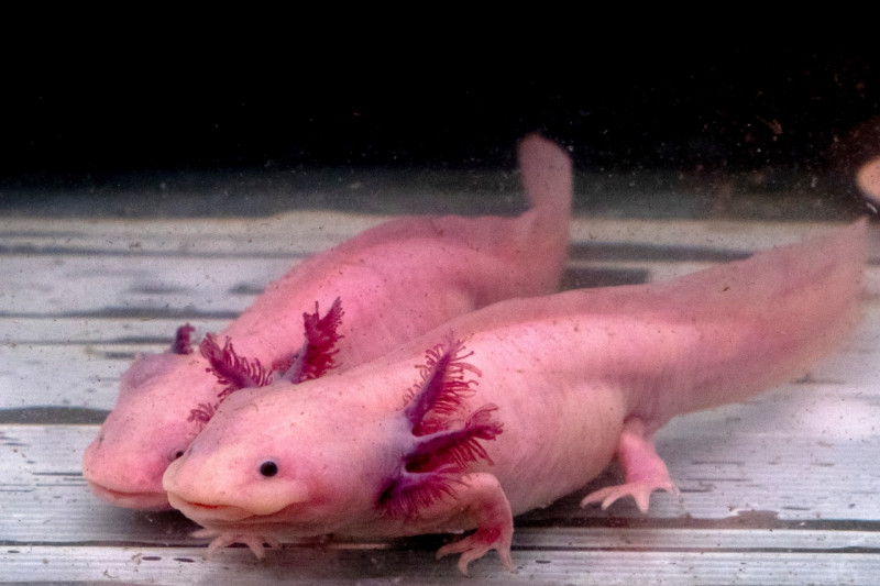 Pink Axolotl next to reflection