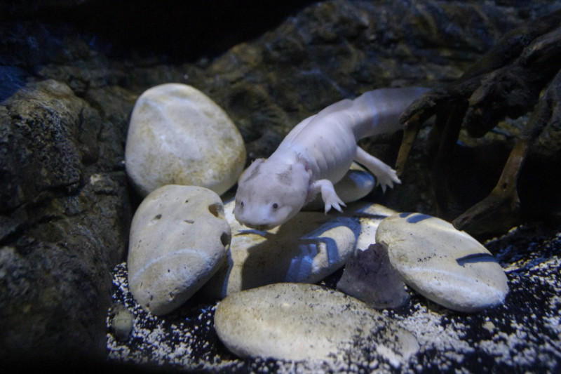 Axolotl above some rocks