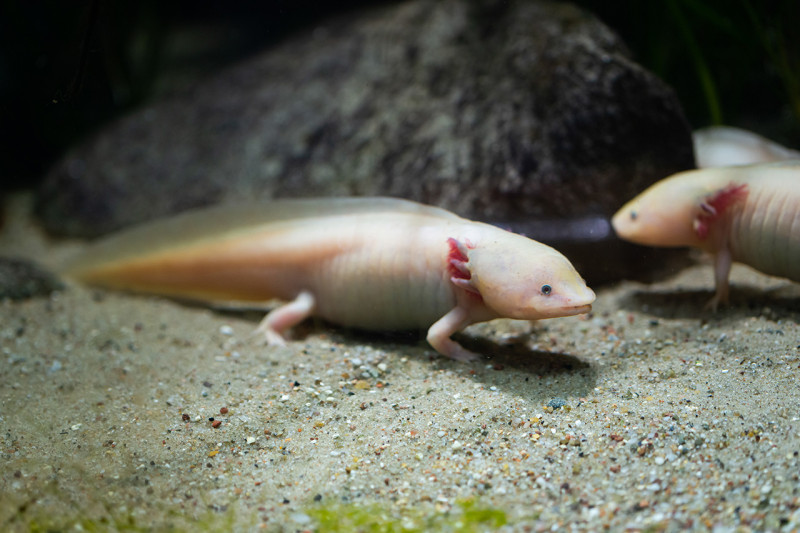 Axolotl on sand bottom of tank